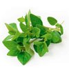 Oregano | Casinetto.com