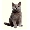 Cat British Shorthair : Just Russel