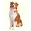 Dog Border Collie - Justrussel.de